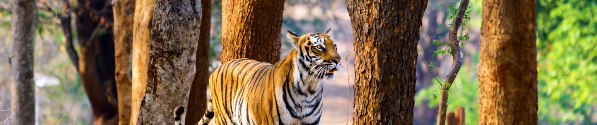 Tigre-jawai-park
