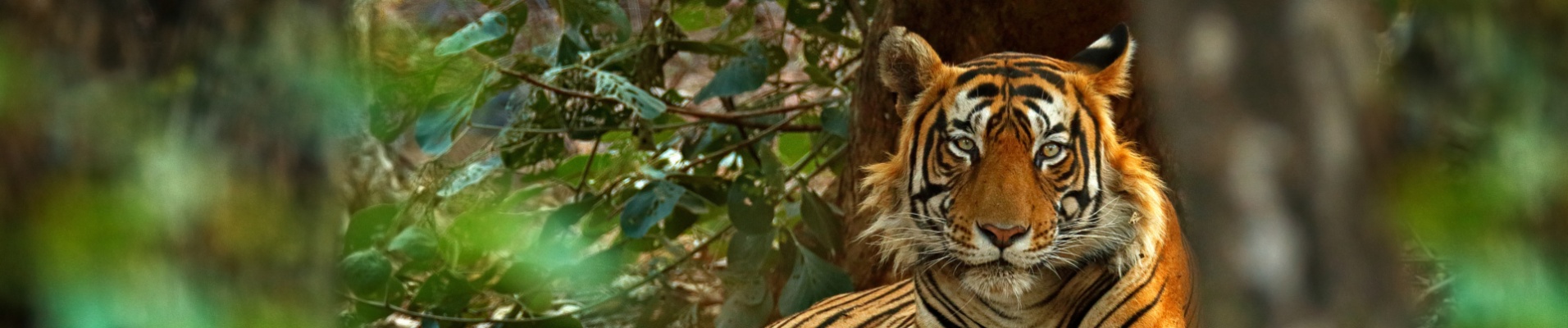 tigre-inde-faune