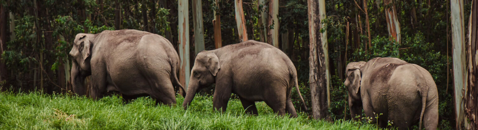 kerala-inde-elephant