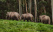 kerala-inde-elephant