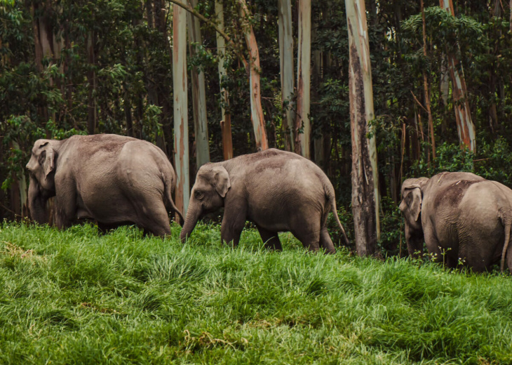 kerala-inde-elephant