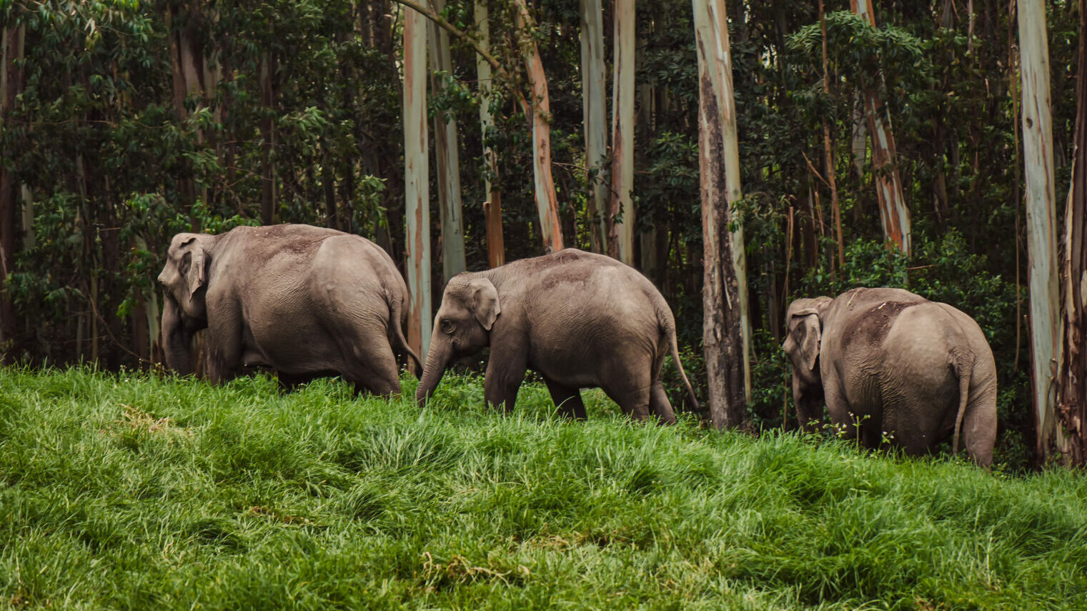 kerala-inde-elephant