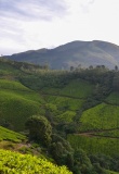 calicut-tea-plantation