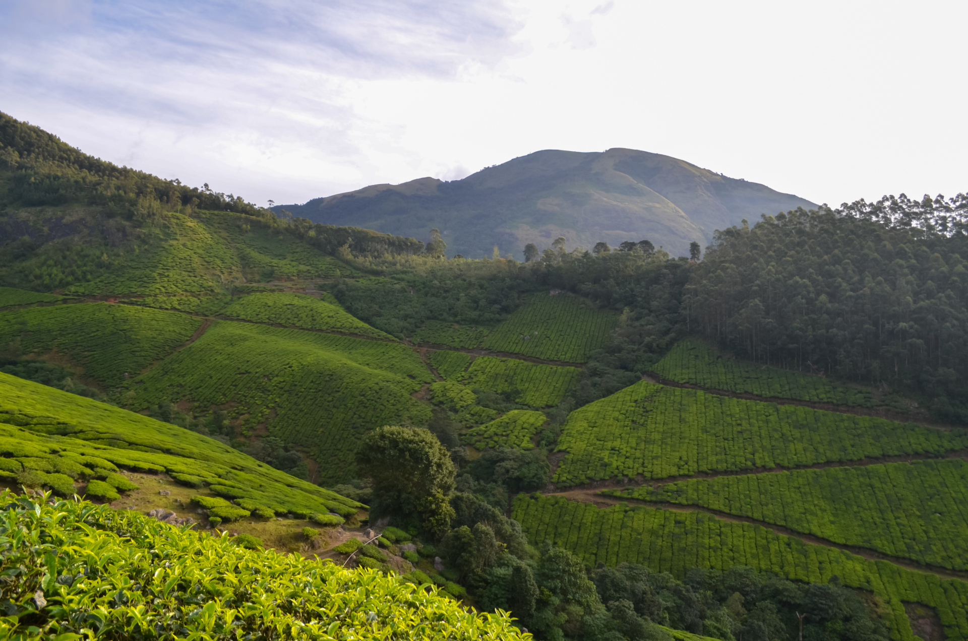 calicut-tea-plantation