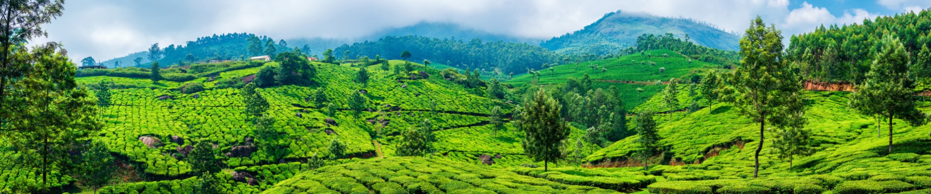 collines-thés-kerala