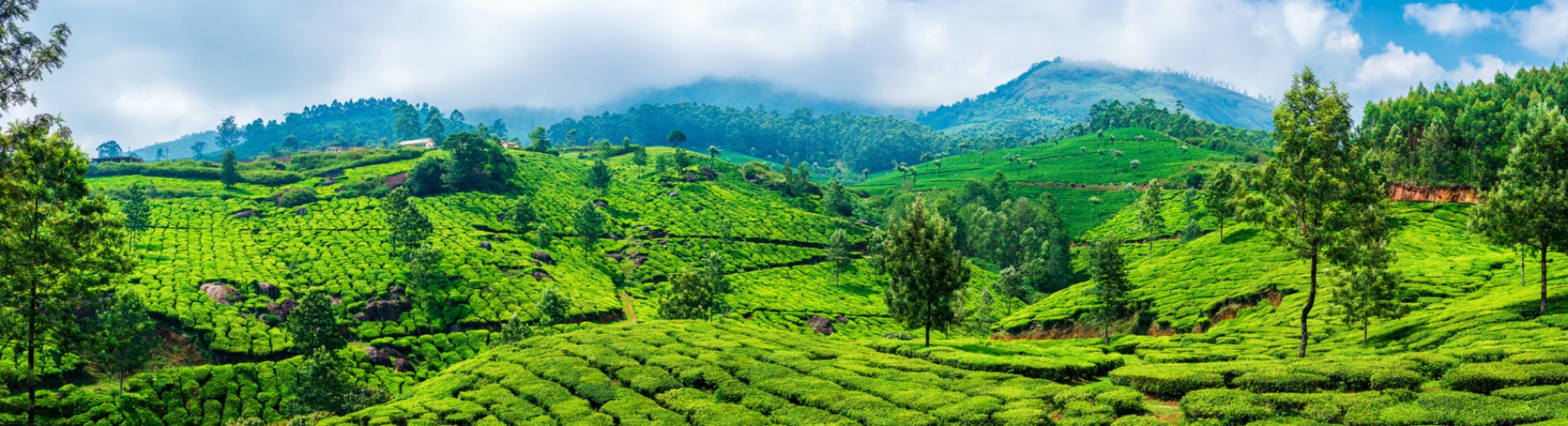 collines-thés-kerala