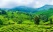 collines-thés-kerala