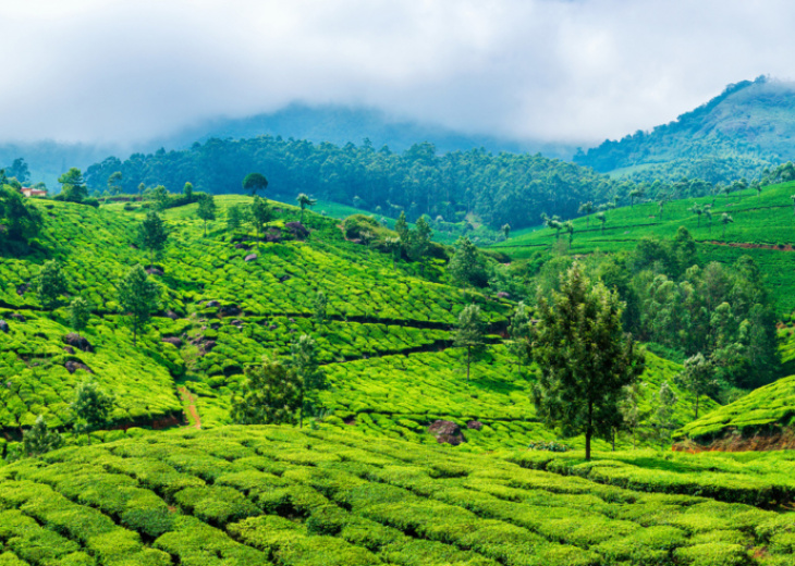 collines-thés-kerala