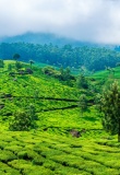 collines-thés-kerala