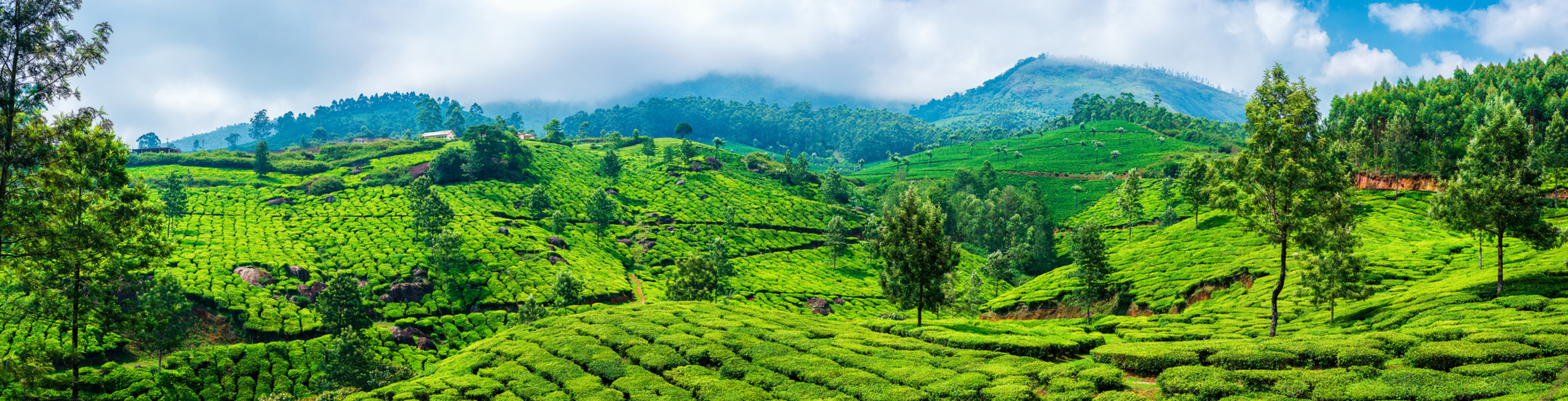 collines-thés-kerala