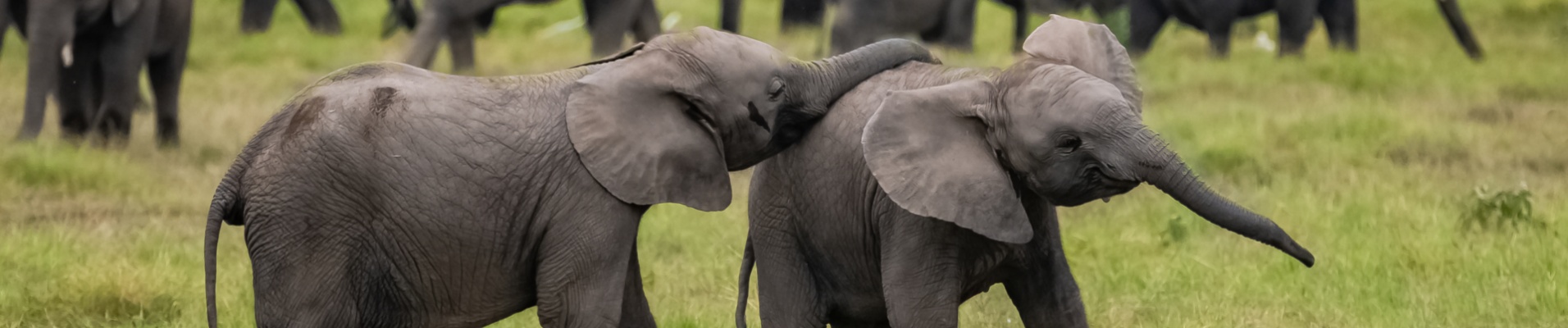 elephant-famille-inde