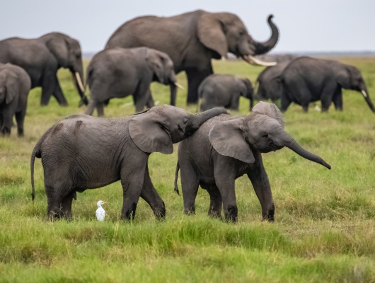 elephant-famille-inde