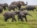 elephant-famille-inde