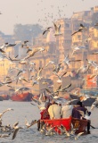 oiseaux-varanasi-inde