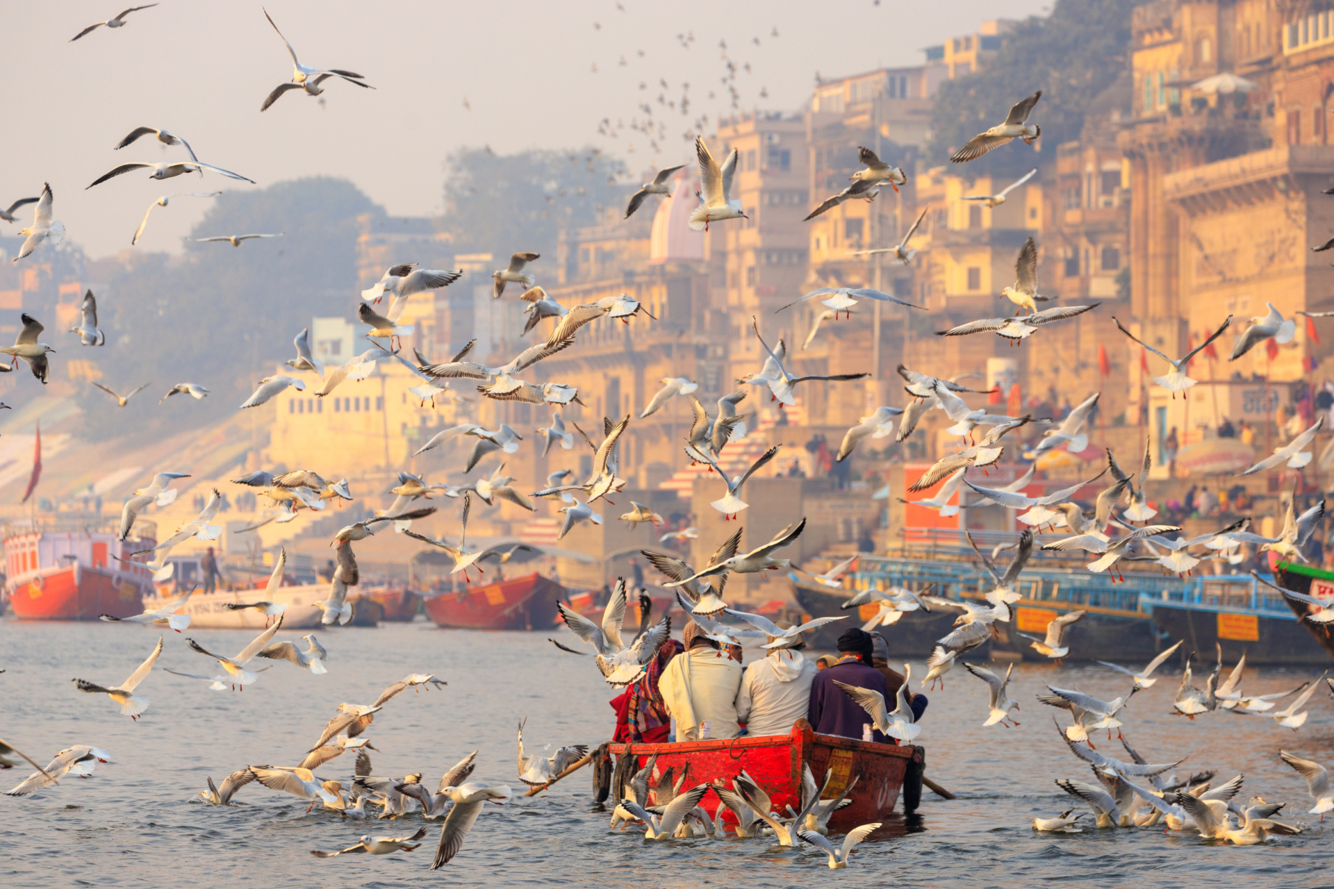 oiseaux-varanasi-inde