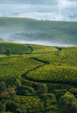 plantations-thé-kerala-brouillard