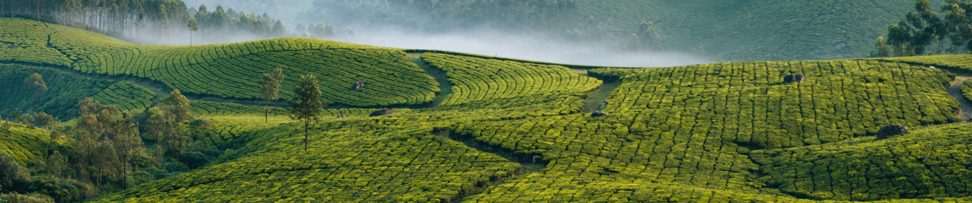 plantations-thé-kerala-brouillard