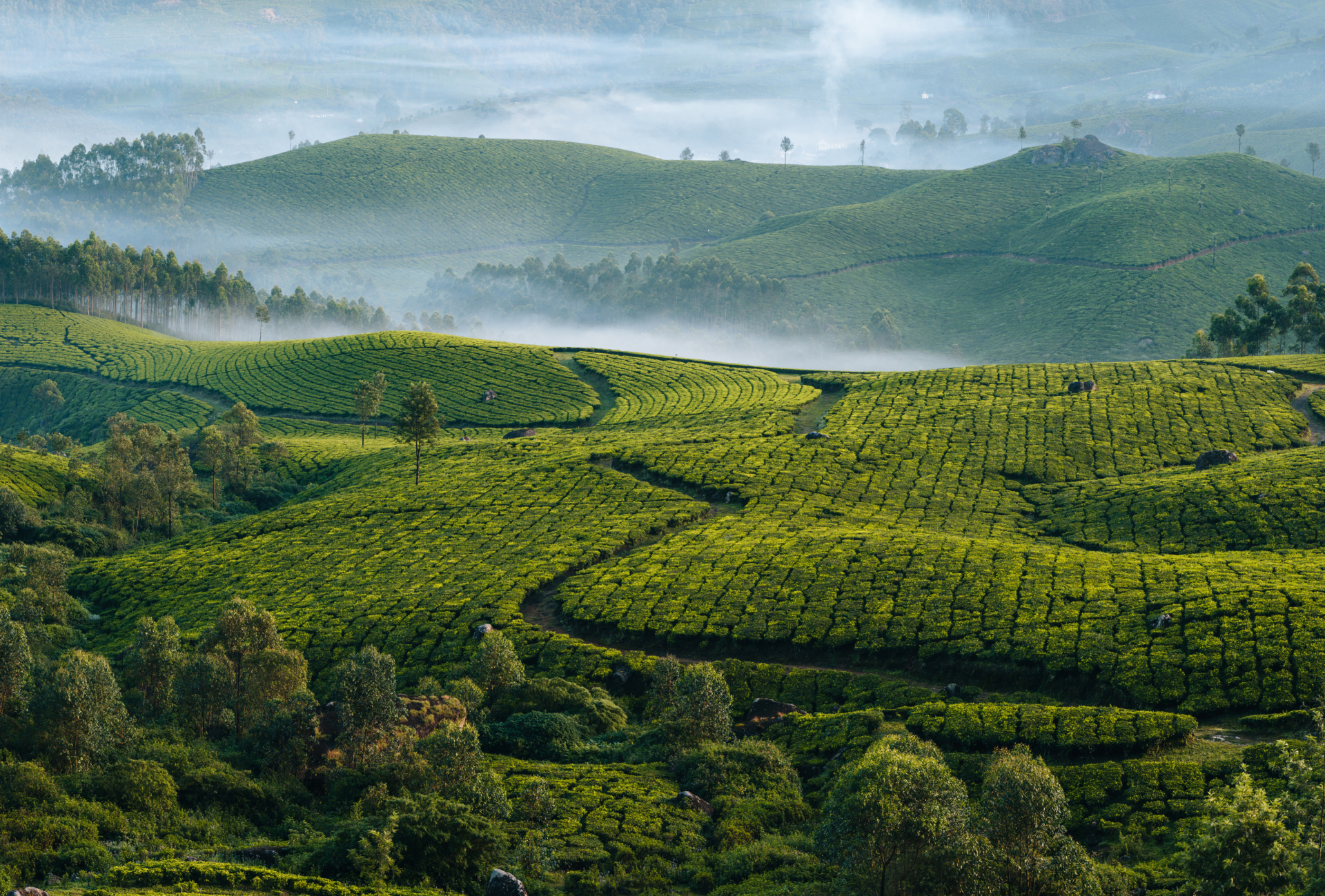 plantations-thé-kerala-brouillard