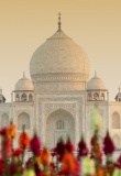 Taj-mahal-fleursa