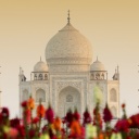 Taj-mahal-fleursa