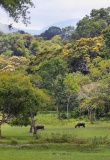 thekkady-inde