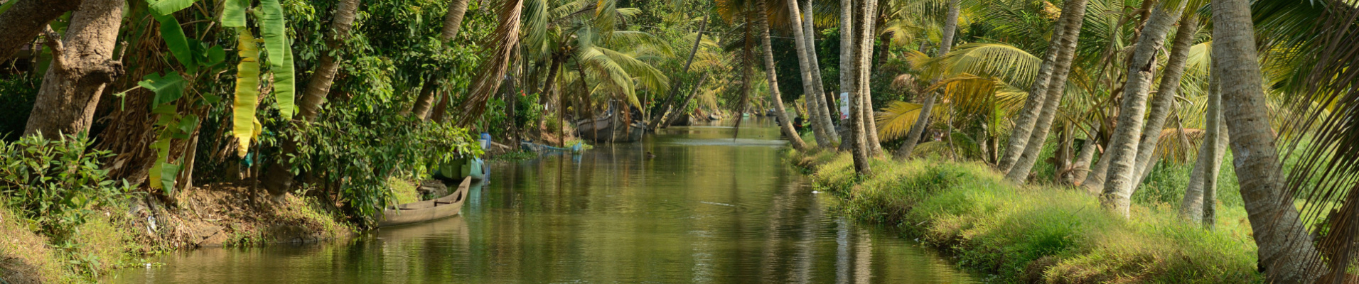 backwater-kerala-arbres