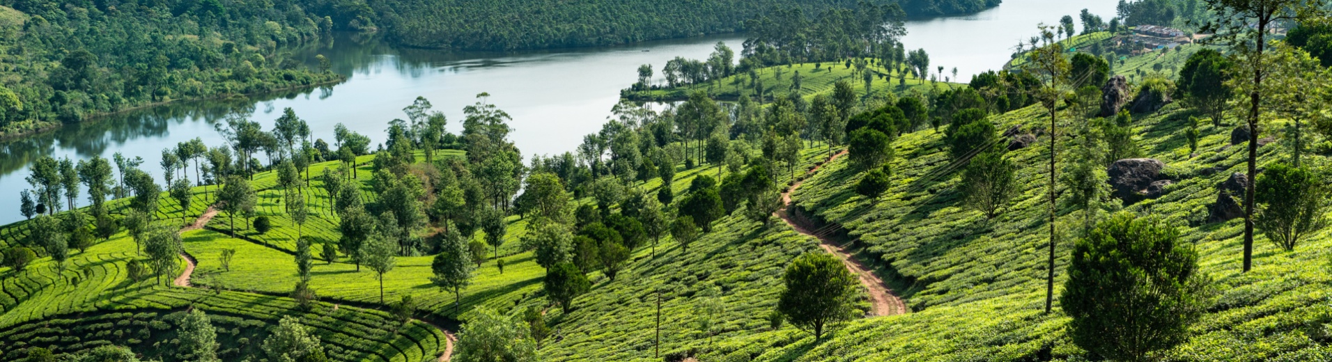 backwater-kerala-arbres