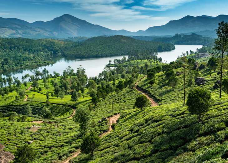 backwater-kerala-arbres