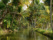 backwater-kerala-arbres