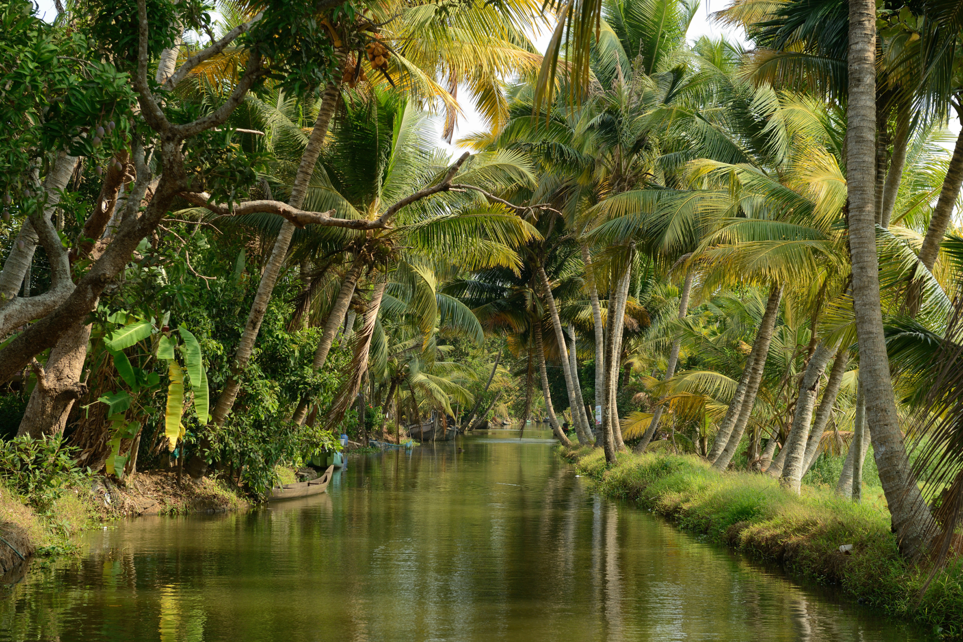 backwater-kerala-arbres