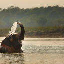 elephants-inde-parc