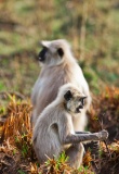 inde-Bandhavgarh