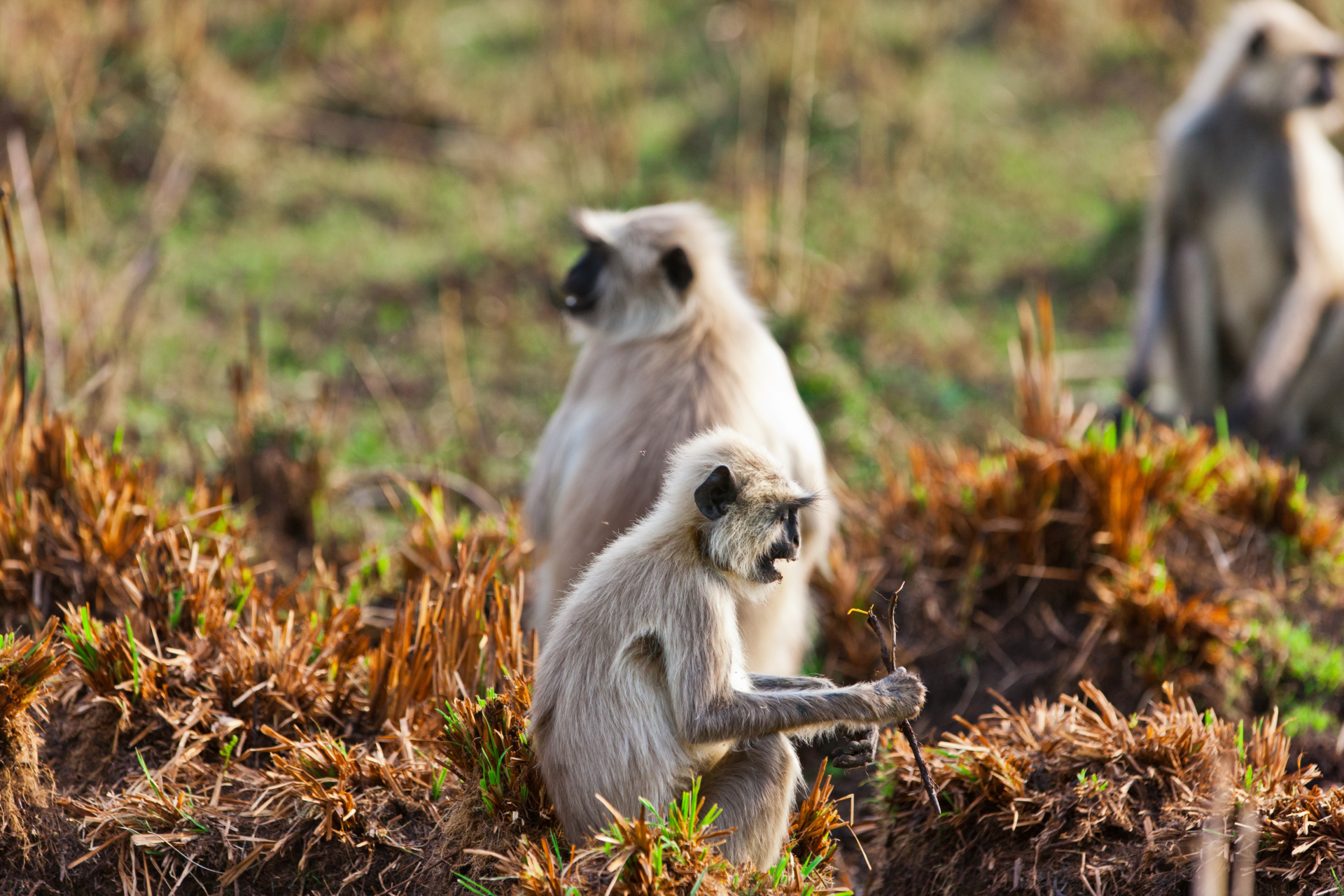 inde-Bandhavgarh
