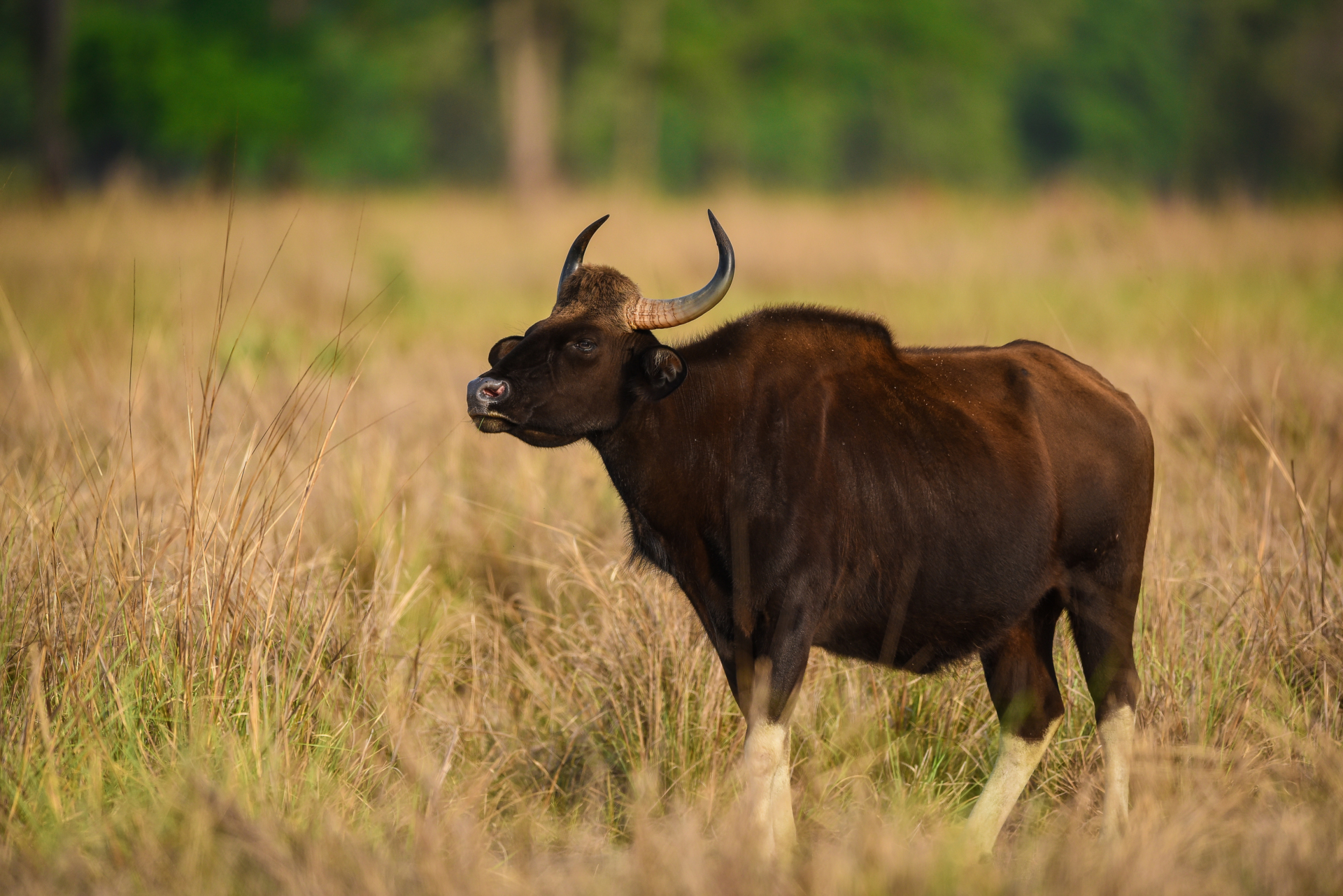 inde-parc-Kanha