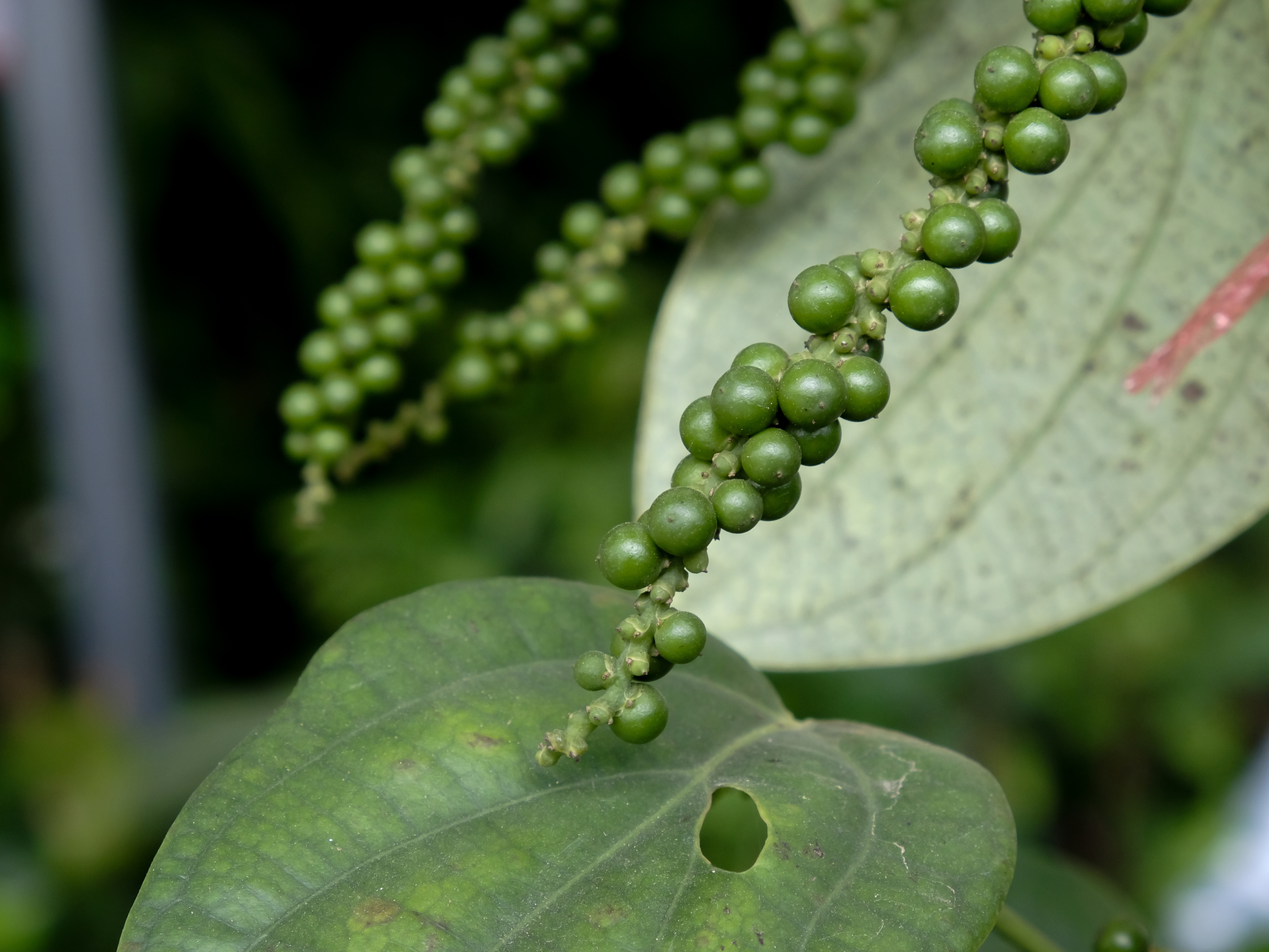 kerala-poivre