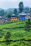 munnar-casa-del-fauno