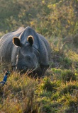 nepal-parc-chitwan