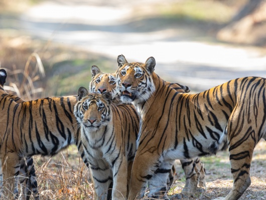pench-national-parc