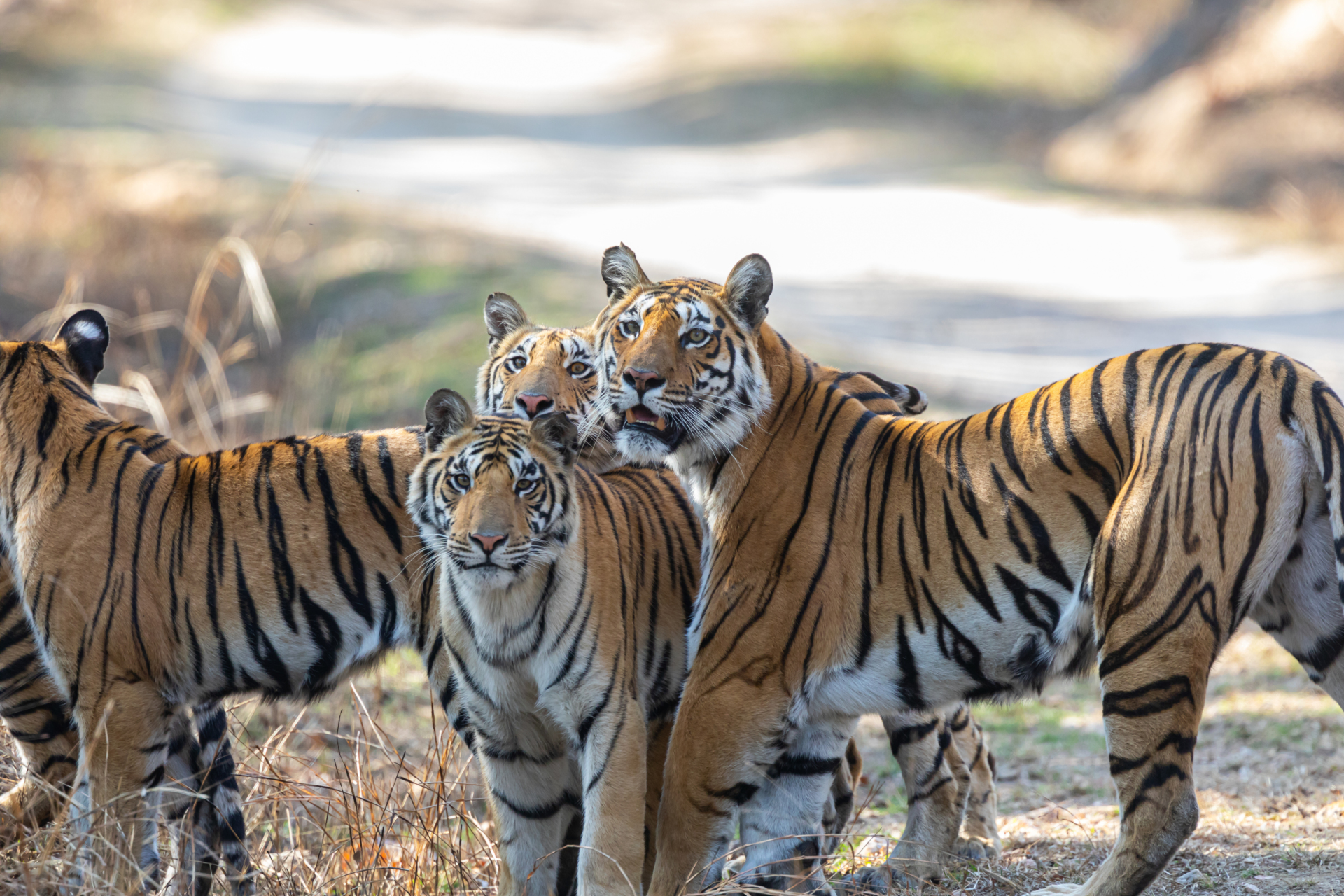 pench-national-parc