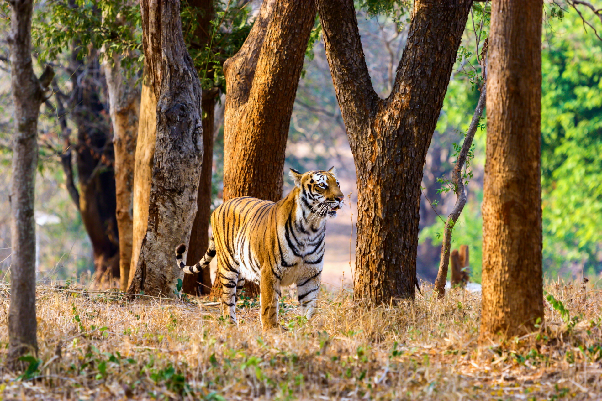 Tigre-jawai-park