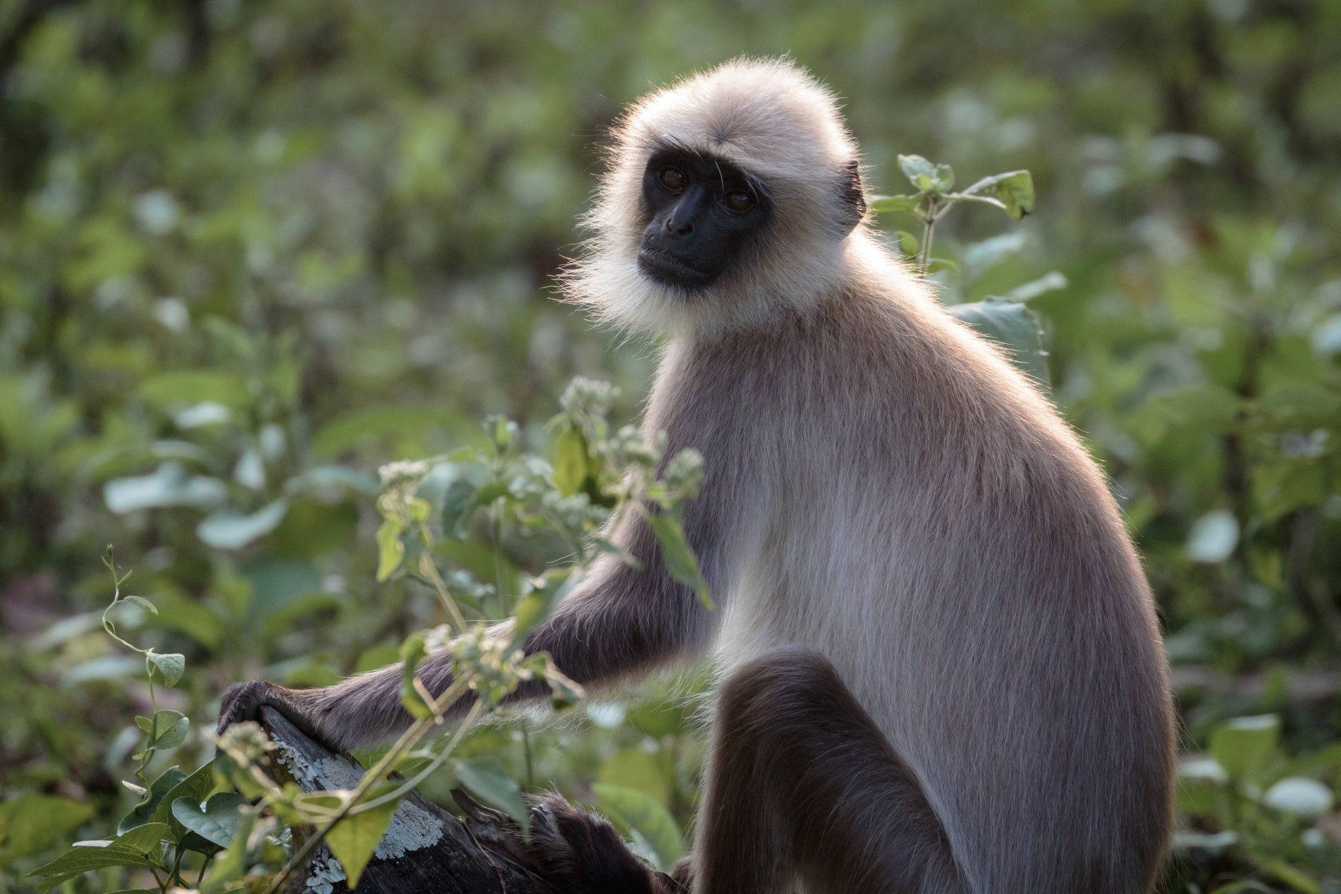 singe-inde