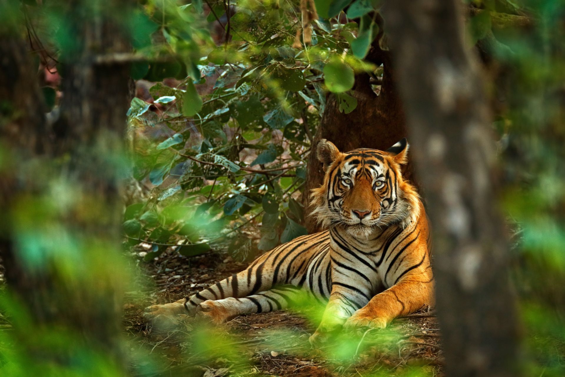 tigre-inde-faune