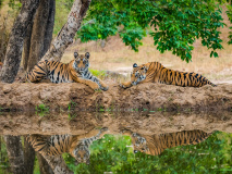 Parc national Bandhavgarh