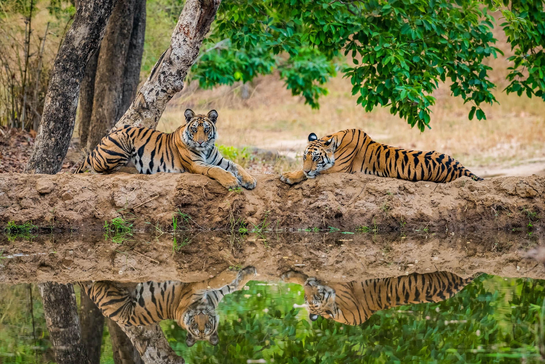 Parc national Bandhavgarh
