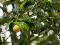 Kerala - Arbre fruitier