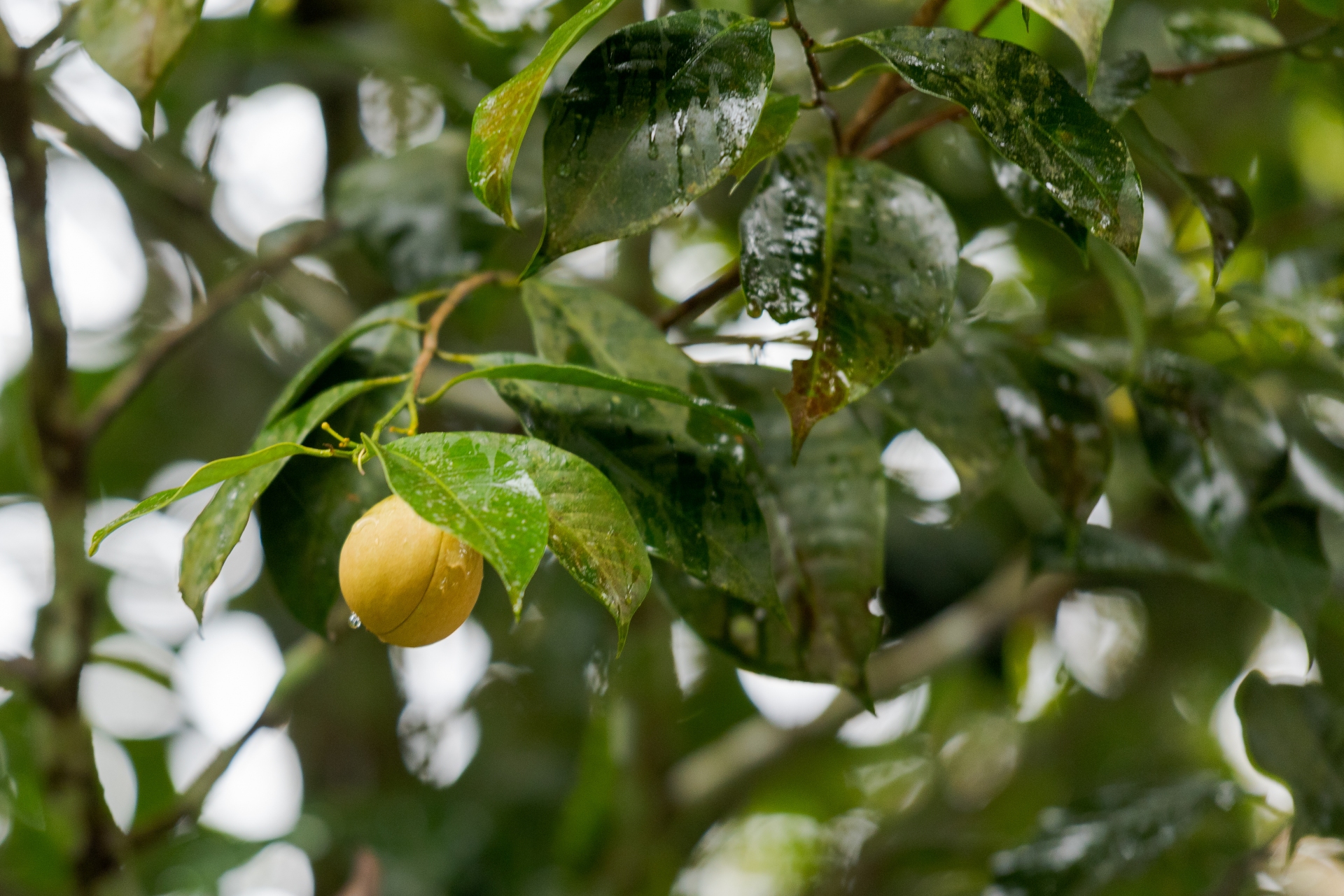 kerala-arbre-fruitier