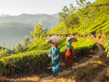 Munnar - Plantation de thé