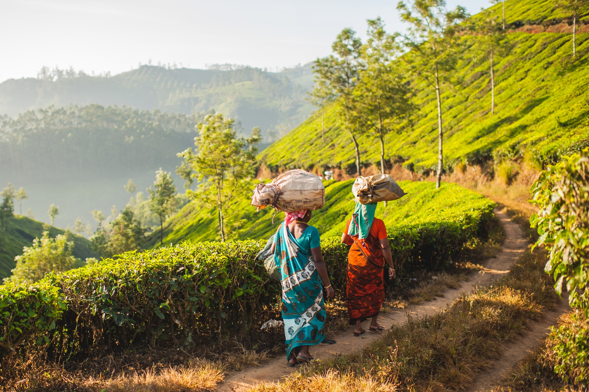 Munnar - Plantation de thé