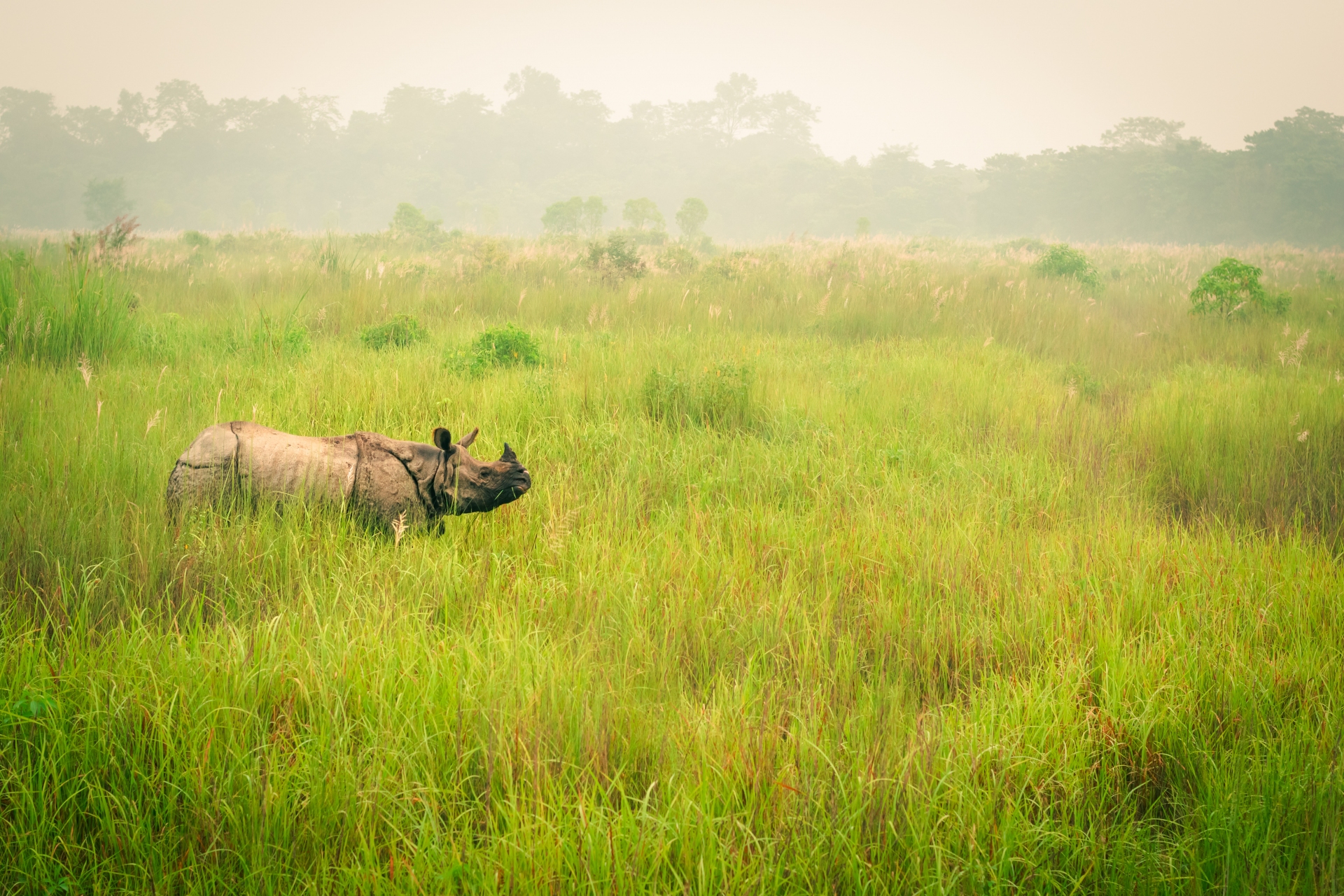 Parc national du Chitwan