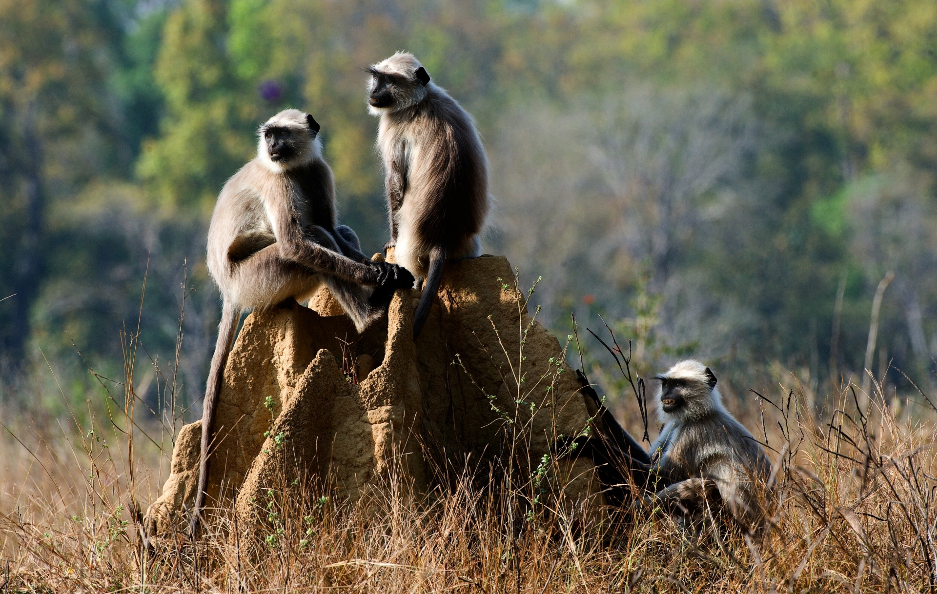 Parc national de Kanha